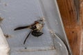 Metric Paper Wasp, building a new nest on a garage eave.