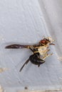 Metric Paper Wasp, building a new nest on a garage eave.