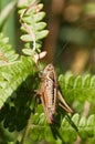 Metrioptera roeselii