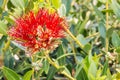 Metrosideros excelsa - New Zealand Christmas tree red flowers in bloom with blurred background Royalty Free Stock Photo