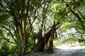 Metrosideros excelsa or Pohutukawa, the Iron Tree, 1.