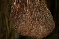 Metrosideros excelsa or Pohutukawa, the Iron Tree, 6.