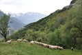 Metsovo region Northern Greece Royalty Free Stock Photo