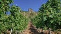 Metternich Castle Ruin viewed from amongst the vineyards of the Mosel River Valley at Beilstein. Royalty Free Stock Photo