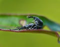 Metting of bugs. Royalty Free Stock Photo