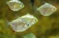 Metynnis argenteus hypsauchen aquarium fish. Silver dollar fish. Royalty Free Stock Photo