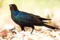 Meve's Longtailed Starling - Okavango Delta - Moremi N.P.