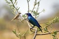 Meves`s glossy-starling on a tree branch Royalty Free Stock Photo