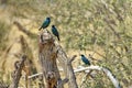 Meves`s glossy-starlings on a tree trunk Royalty Free Stock Photo