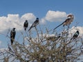 Meves`s long-tailed starling