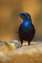 Meves`s Long-tailed Starling, Lamprotornis mevesii, sitting on the stone in the nature habitat. Glossy Starling from the