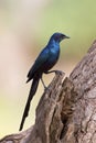 Meves`s Longtailed Starling sitting on side of a tree Royalty Free Stock Photo