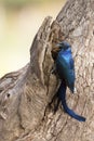 Meves`s Longtailed Starling sitting on side of a tree