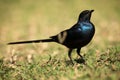 Meves`s starling or Meves`s glossy-starling Lamprotornis mevesii sitting in the grass Royalty Free Stock Photo