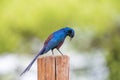 Meves Starling on pole Royalty Free Stock Photo