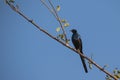 Meves's Starling (Lamprotornis mevesii)