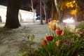 Mevlana Tomb and Konya Tulip Gardens./ Konya