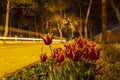 Mevlana Tomb and Konya Tulip Gardens./ Konya