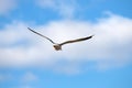 Mew gull Royalty Free Stock Photo