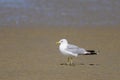 A Mew gull on a beach on a sunny day Royalty Free Stock Photo