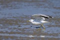 A Mew gull on a beach on a sunny day Royalty Free Stock Photo