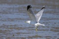 A Mew gull on a beach on a sunny day Royalty Free Stock Photo