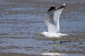 A Mew gull on a beach on a sunny day Royalty Free Stock Photo