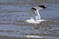 A Mew gull on a beach on a sunny day Royalty Free Stock Photo