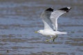 A Mew gull on a beach on a sunny day Royalty Free Stock Photo