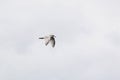 Mew Gull in Flight   843142 Royalty Free Stock Photo