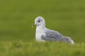 Mew gull Royalty Free Stock Photo