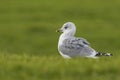 Mew gull Royalty Free Stock Photo