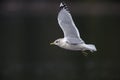 Mew Gull (Larus cans) Royalty Free Stock Photo