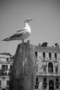 Mew on the top of mooring pole in Venice