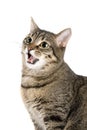 Mewing cat Royalty Free Stock Photo