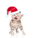 Mewing kitten in red christmas hat. isolated on white background Royalty Free Stock Photo