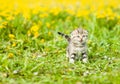 Mewing kitten walking on green grass Royalty Free Stock Photo