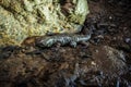 Mexian Cave`s Salamander troglobio Royalty Free Stock Photo