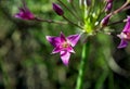 Mexicali onion flower