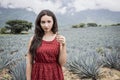 Mexican agave landscape