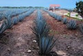 Mexican agave plantation