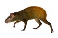 The Mexican agouti Dasyprocta mexicana