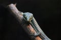 Mexican Alligator Lizard Abronia graminea 2 Royalty Free Stock Photo