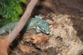 Mexican Alligator Lizard Abronia graminea 3 Royalty Free Stock Photo