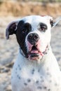 Mexican American Bulldog at the beach