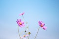 Mexican Aster blooming or cosmos colorful flowers on bright blue sky background Royalty Free Stock Photo