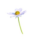 Mexican aster cosmos bipinnatus flower and green stem isolated on white background ,clipping path Royalty Free Stock Photo