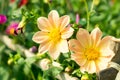 Mexican Aster or Garden Cosmos. Dahlia. Cosmos bipinnatus, is a medium sized sun loving herbaceous plant native to Arizona US.