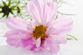 Mexican Aster, pink blossom