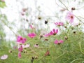 Mexican Aster, pink cosmos Flowers